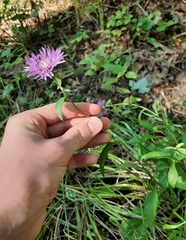 Centaurea nigrescens