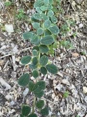 Lespedeza hirta