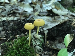 Gloioxanthomyces nitidus