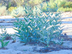 Asclepias erosa
