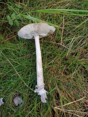 Basidiomycota