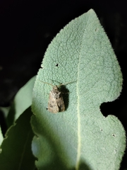 Agrotis bigramma