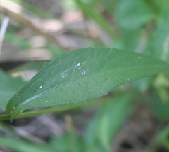 Centaurea nigrescens