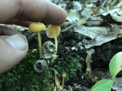 Gloioxanthomyces nitidus