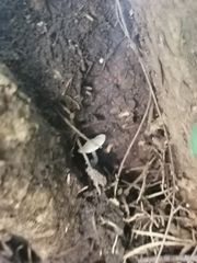 Leucocoprinus brebissonii