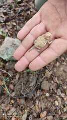 Phrynosoma orbiculare