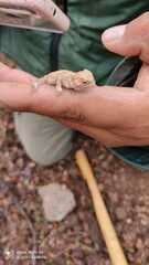 Phrynosoma orbiculare