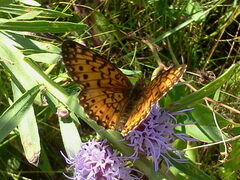 Boloria selene