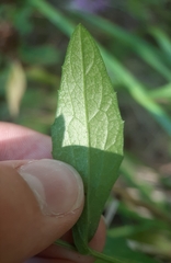 Centaurea nigrescens