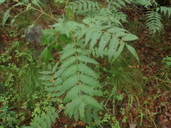 Juglans major