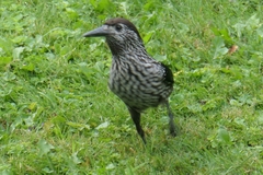 Nucifraga caryocatactes