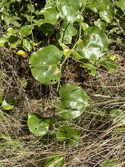 Smilax rotundifolia