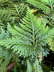 Selaginella flabellata