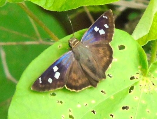 Polygonus savigny