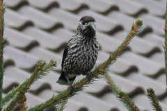 Nucifraga caryocatactes