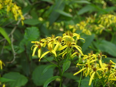 Senecio ovatus alpestris