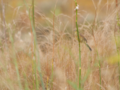 Emberiza cirlus