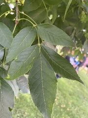 Fraxinus pennsylvanica