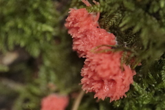 Tubifera
