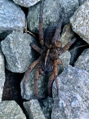 Tigrosa helluo