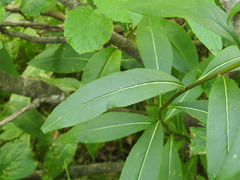 Senecio ovatus alpestris