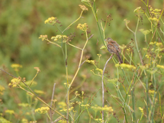 Emberiza cirlus
