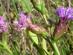 Liatris cylindracea