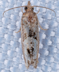 Eucosma tomonana