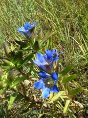 Gentiana puberulenta