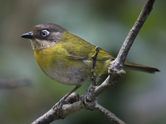 Chlorospingus flavopectus