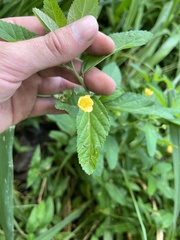 Sida cordifolia