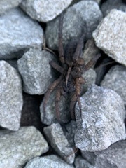 Tigrosa helluo