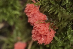 Tubifera