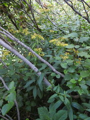 Senecio ovatus alpestris