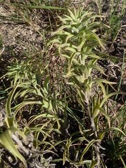 Castilleja sessiliflora