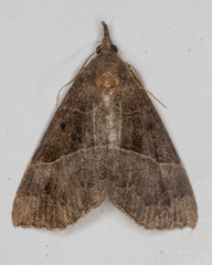 Hypena deceptalis