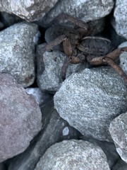 Tigrosa helluo