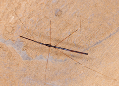 Emesaya brevipennis