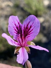 Pelargonium betulinum