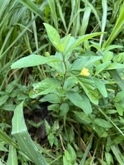 Sida cordifolia