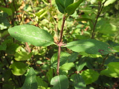 Lonicera caerulea