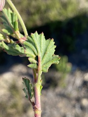 Pelargonium betulinum