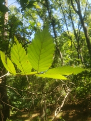 Ulmus rubra
