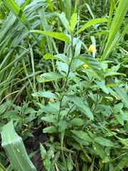 Sida cordifolia