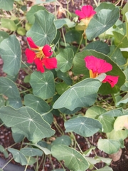 Tropaeolum
