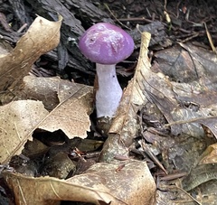 Cortinarius iodes