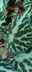 Begonia