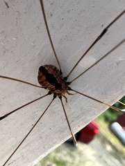 Leiobunum
