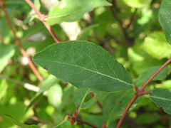 Lonicera caerulea