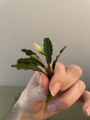 Bucephalandra
